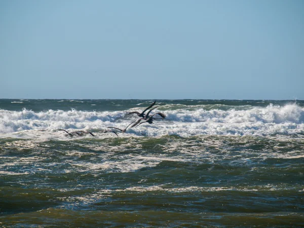 Seabirds Flying Over Waves — Stock Photo, Image