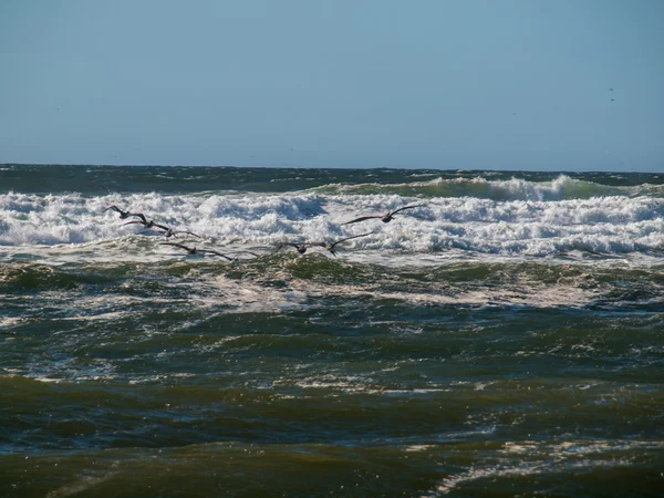 Aves marinas sobrevolando olas — Foto de Stock