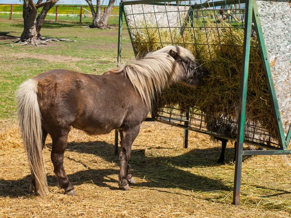 Ein Pony frisst Heu von einer Futterstelle — Stockfoto