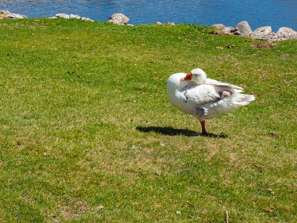 Un ganso blanco en un campo con un estanque —  Fotos de Stock