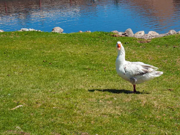 Une oie blanche dans un champ avec un étang — Photo