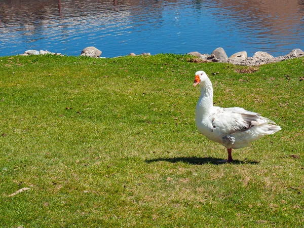 Une oie blanche dans un champ avec un étang — Photo