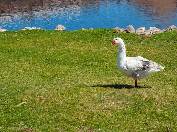 Une oie blanche dans un champ avec un étang — Photo