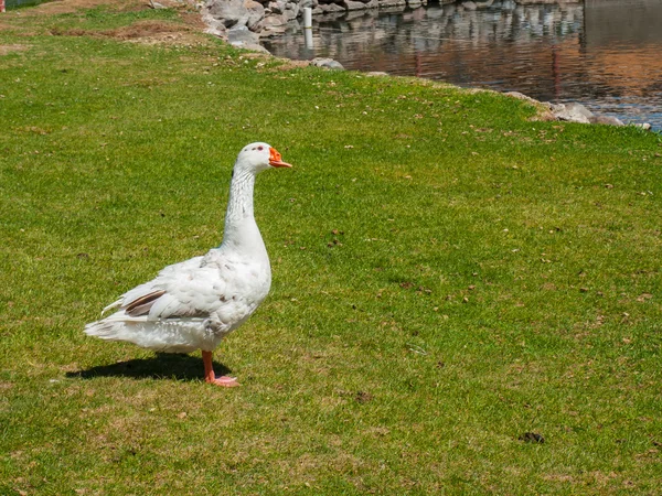 Eine weiße Gans auf einem Feld mit Teich — Stockfoto