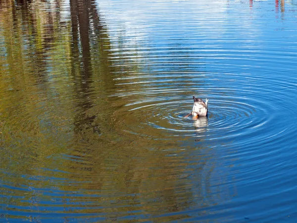 Visage de canard brun premier dans un étang — Photo