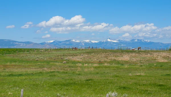 Una escena campestre de campos, colinas y montañas en Montana USA —  Fotos de Stock
