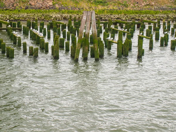 Troncos de muelle cubiertos de algas abandonadas con gaviotas marinas —  Fotos de Stock