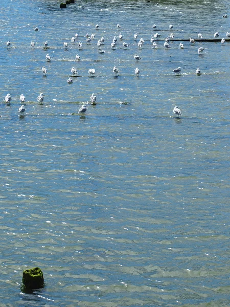 Sea Gulls Standing on Submersed Logs at High Tide — Stock Photo, Image