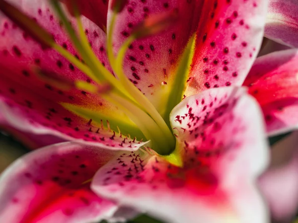 Close Up of a Pink Lilly — Stock Photo, Image