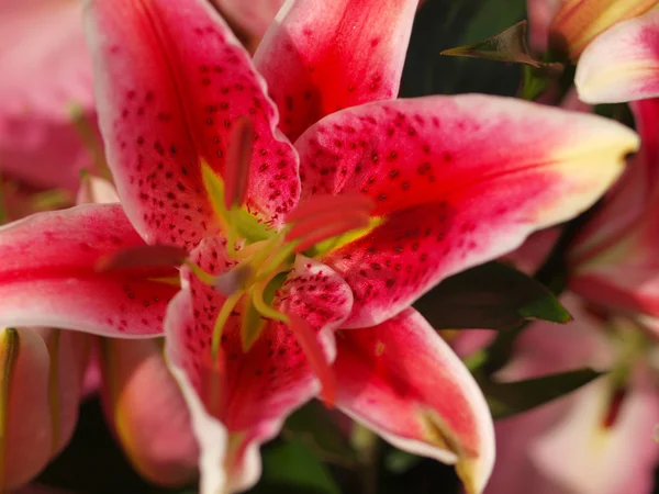 Close Up van een roze Lilly — Stockfoto