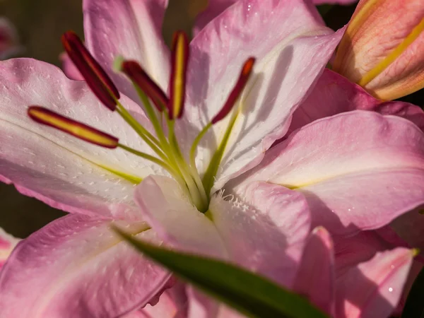 Lilly bir pembe yakın çekim — Stok fotoğraf