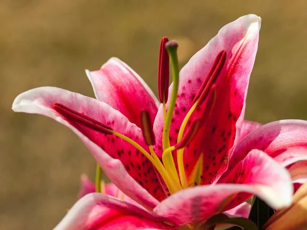 Närbild på en rosa Lilly — Stockfoto