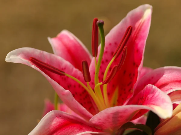 Primer plano de un lirio rosa — Foto de Stock