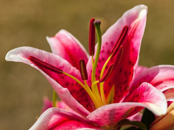 Närbild på en rosa Lilly — Stockfoto