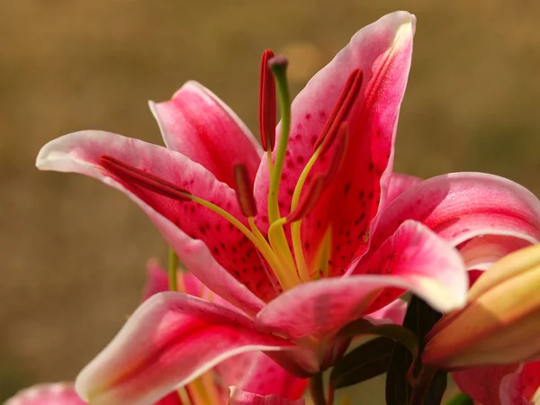 Närbild på en rosa Lilly — Stockfoto