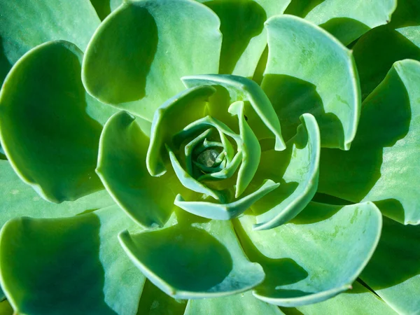 Kaktus z żywych tekstur i kolorów — Zdjęcie stockowe
