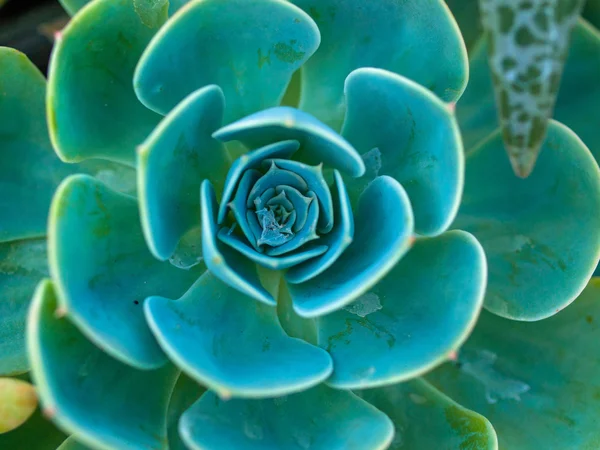 Cactus with Vivid Texture and Color — Stock Photo, Image