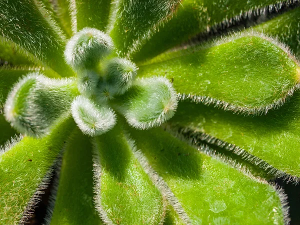 Cacto com textura vívida e cor — Fotografia de Stock