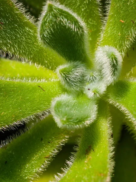 Kaktus med levande konsistens och färg — Stockfoto