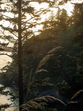 Yaprak dökmeyen ağaçları ile çerçeveli bir okyanus Cliff bir görünümünü