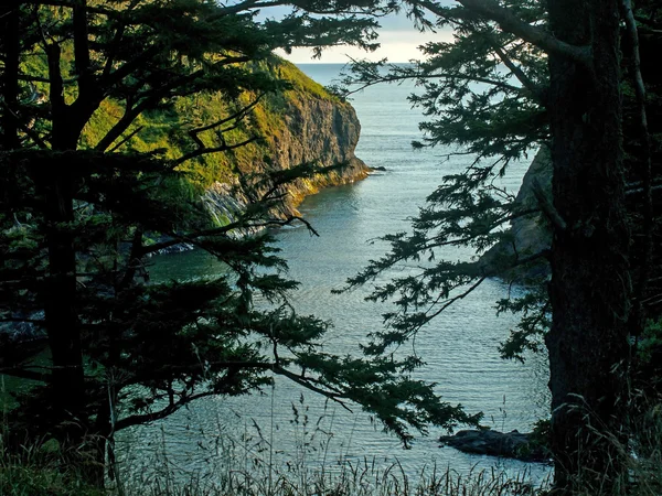 Una vista de un acantilado del océano enmarcado por árboles perennes —  Fotos de Stock