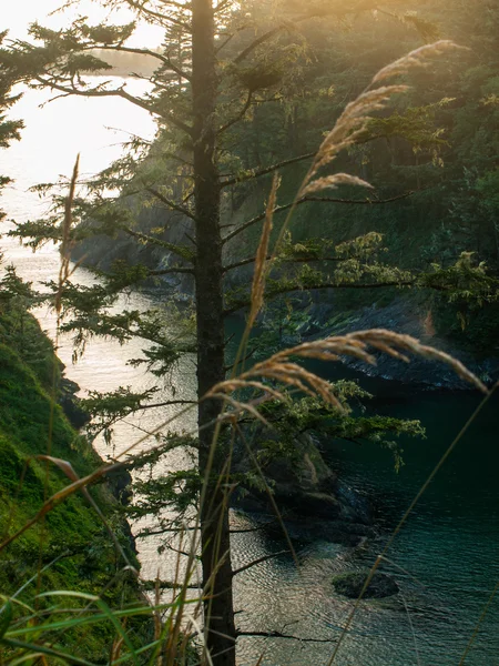 En vy av en Ocean klippa inramade av vintergröna träd — Stockfoto