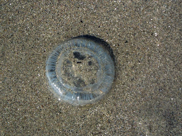 Una medusa lavata su una spiaggia di sabbia — Foto Stock