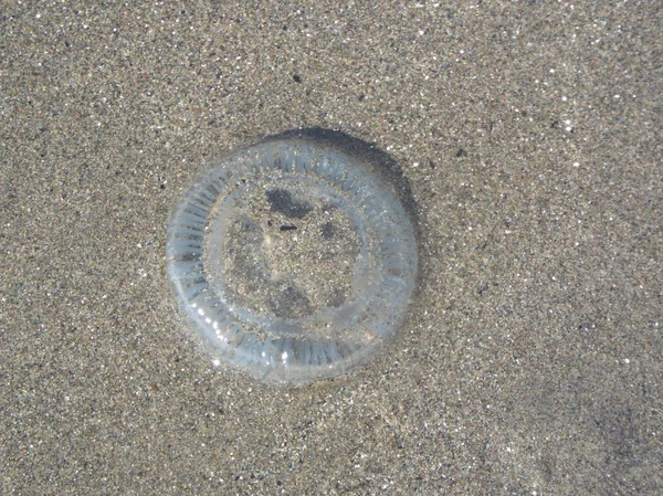 在沙滩上被洗的水母 — 图库照片