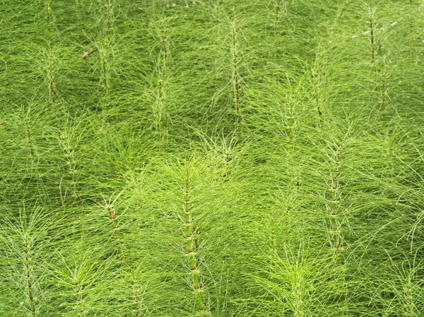 Achtergrond van groene stengel Plant met dunne naalden — Stockfoto