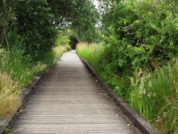 Un sentier en bois à travers une forêt verte luxuriante — Photo