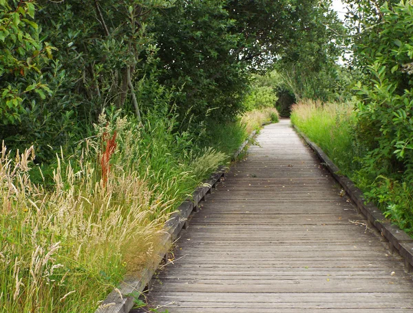 Un sentier en bois à travers une forêt verte luxuriante — Photo