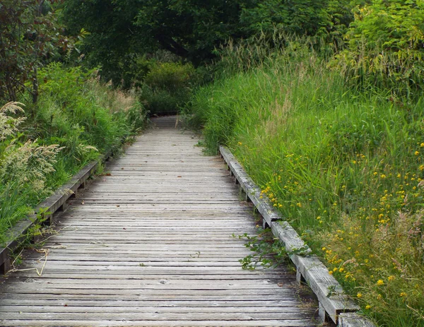 Un sentier en bois à travers une forêt verte luxuriante — Photo