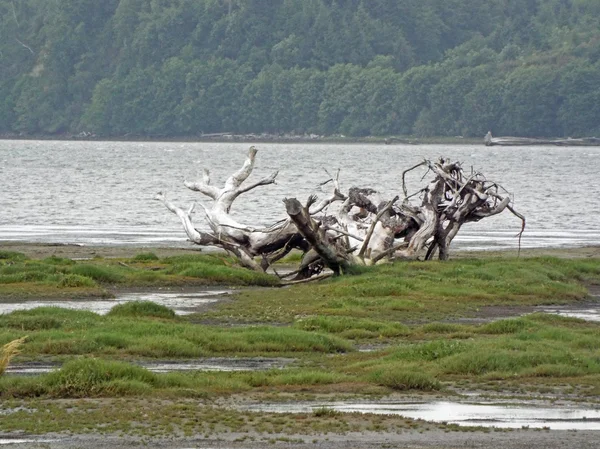 Scenic of an Area of Wetlands with Tree Logs Dotting the Scene — Stock Photo, Image