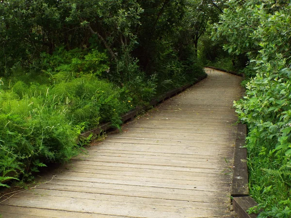 En trä gångstig genom en frodig Grön skog — Stockfoto