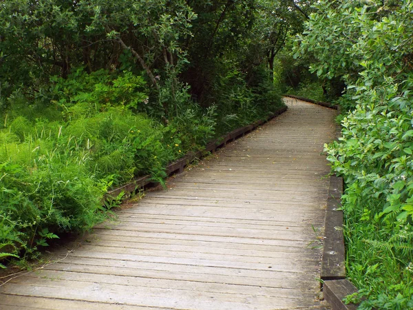 Un sendero de madera a través de un exuberante bosque verde — Foto de Stock