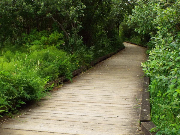 A Wooden Footpath Through a Lush Green Forest — Stock Photo, Image