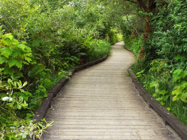 A Wooden Footpath Through a Lush Green Forest — Stock Photo, Image