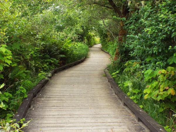 A Wooden Footpath Through a Lush Green Forest — Stock Photo, Image