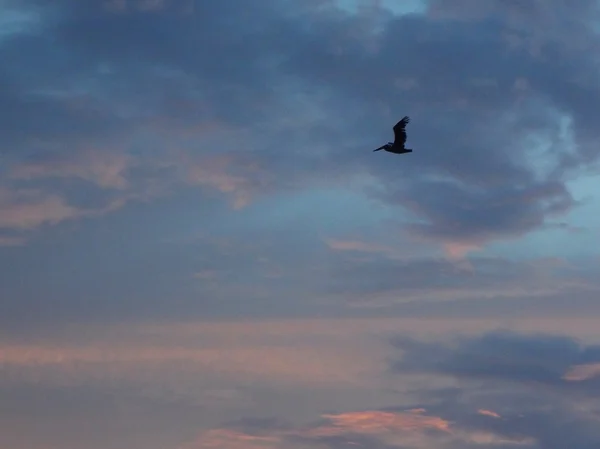 Pôr-do-sol nublado e aves marinhas sobre o oceano com ondas em primeiro plano — Fotografia de Stock