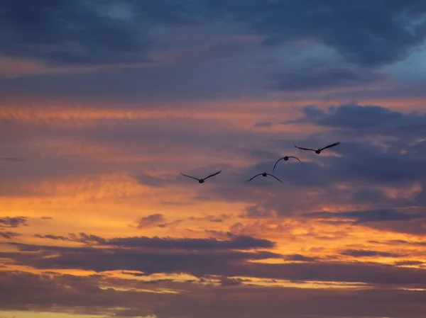 Ptaki morskie na Oceanie z falami na pierwszym planie i zachmurzony zachód słońca — Zdjęcie stockowe