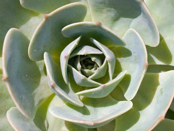 Närbild av färgglada kaktus växter i fullt solljus — Stockfoto