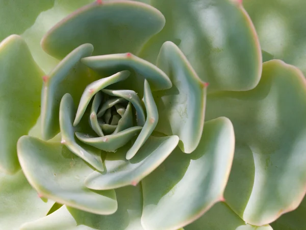 Närbild av färgglada kaktus växter i fullt solljus — Stockfoto