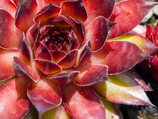 Closeup de plantas de cacto coloridas em plena luz solar — Fotografia de Stock