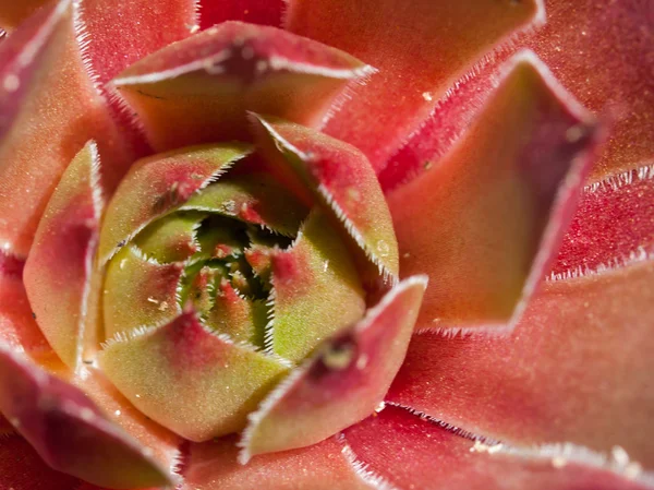 Closeup de plantas de cacto coloridas em plena luz solar — Fotografia de Stock