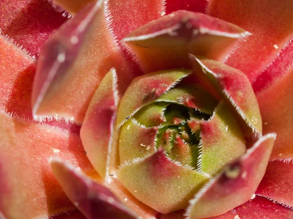 Primer plano de plantas de cactus coloridas a plena luz del sol —  Fotos de Stock