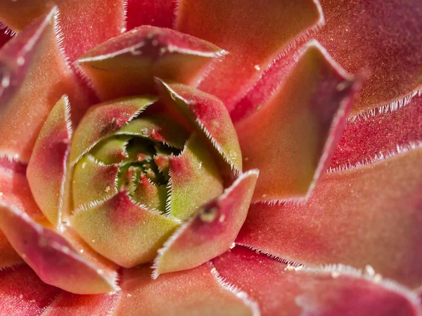 Primer plano de plantas de cactus coloridas a plena luz del sol —  Fotos de Stock