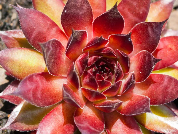 Closeup de plantas de cacto coloridas em plena luz solar Fotografias De Stock Royalty-Free