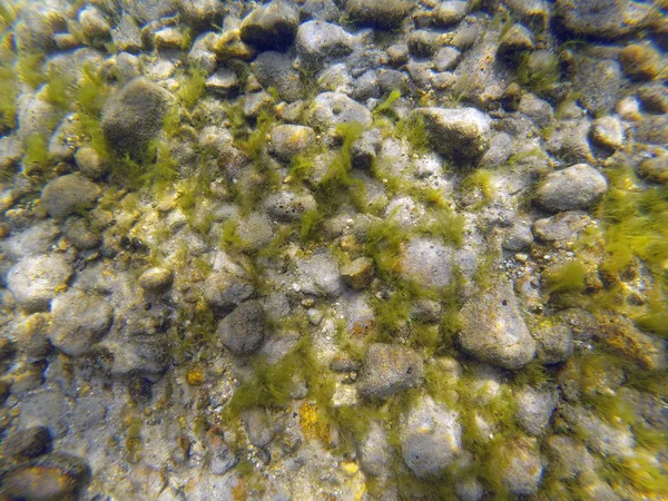 Sfondo di rocce, sabbia e alghe sul fondo di un lago — Foto Stock