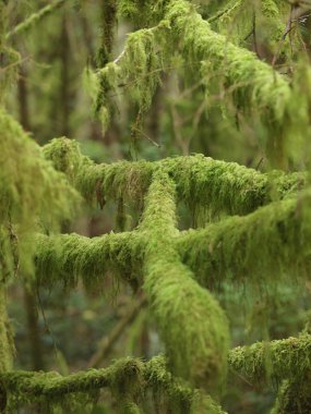 Bir ormandaki dalları kalın yeşil yosun kaplı