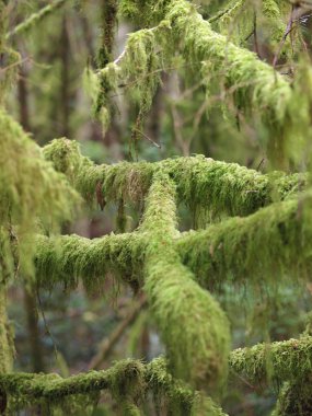 Bir ormandaki dalları kalın yeşil yosun kaplı